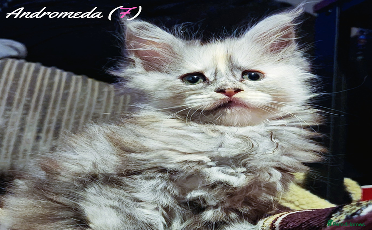 Maine Coon cats TICA Registered Kittens for Sale  - Advert 1