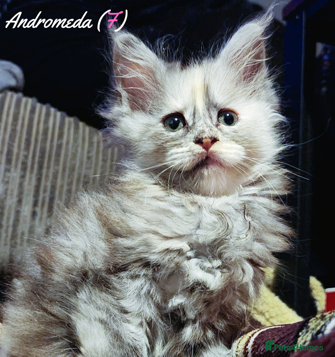 Maine Coon cats for sale: TICA Registered Kittens for Sale  - Image 24