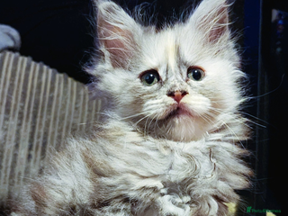 Maine Coon cats TICA Registered Kittens for Sale - Advert 4