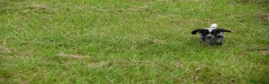 Cocker Spaniel 4