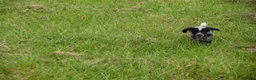 Cocker Spaniel dogs for sale: Mixed colour litter of working cockers  - Advert 22