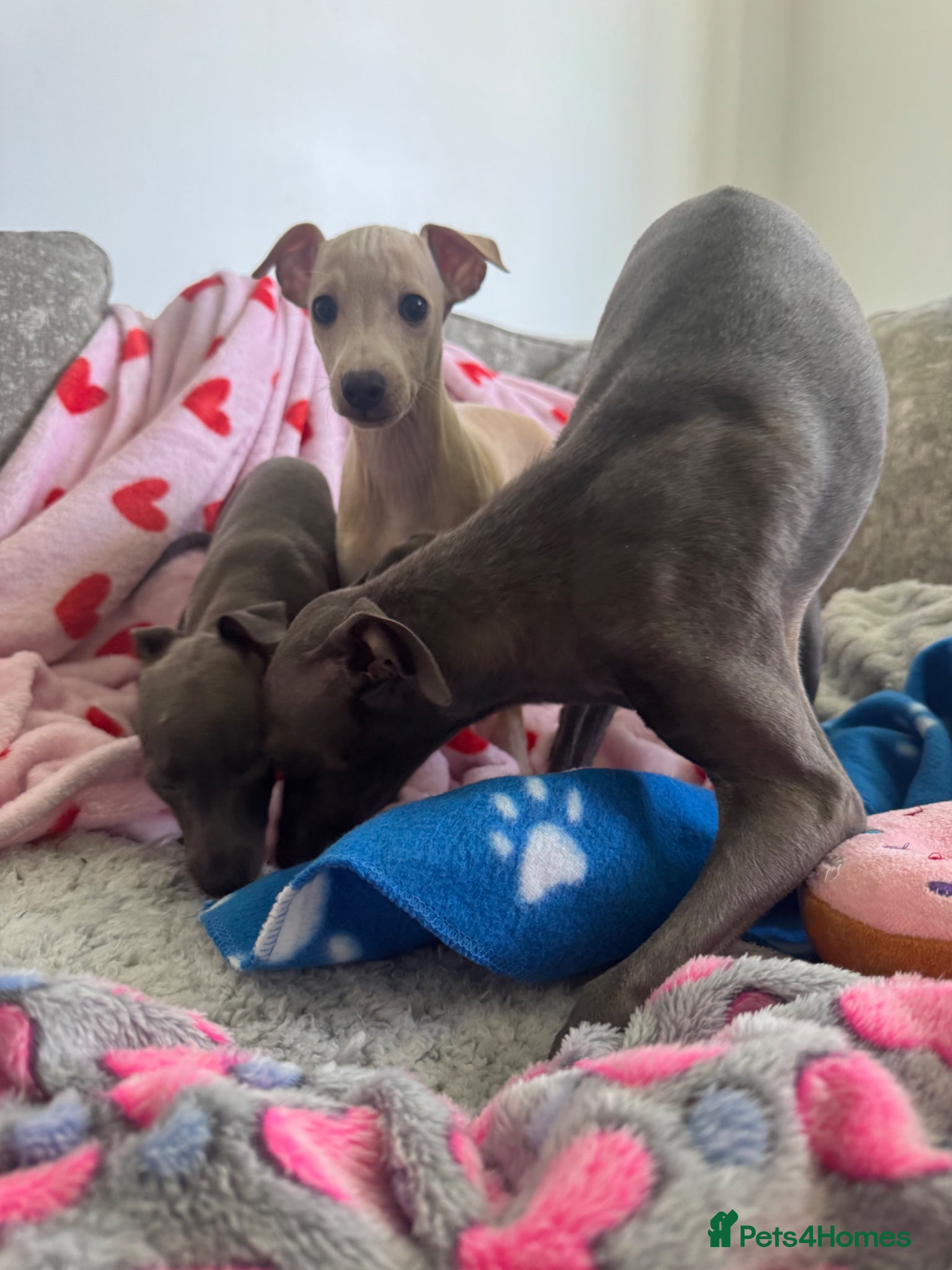 Italian Greyhound dogs KC Italian greyhound puppies 🏡 ready now - Advert 5