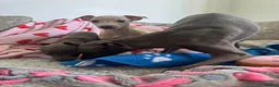 Italian Greyhound dogs for sale: KC Italian greyhound puppies 🏡 ready now - Advert 3