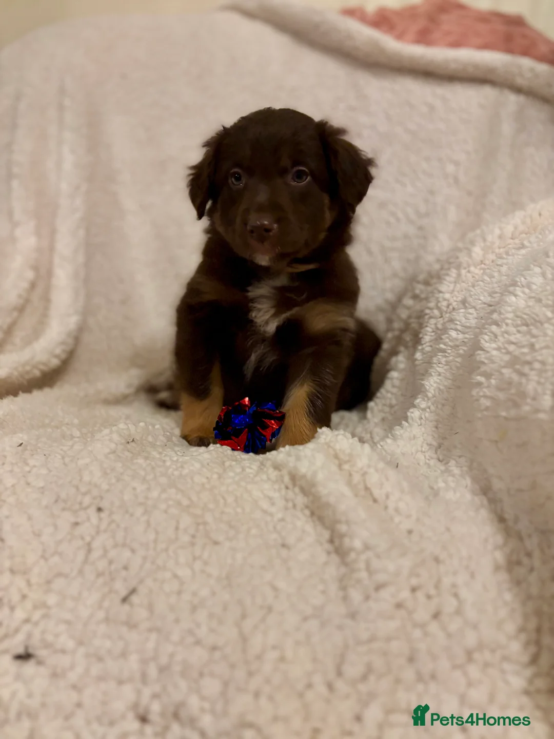 Borador dogs for sale: Beautiful Borador puppies for sale  - Advert 3
