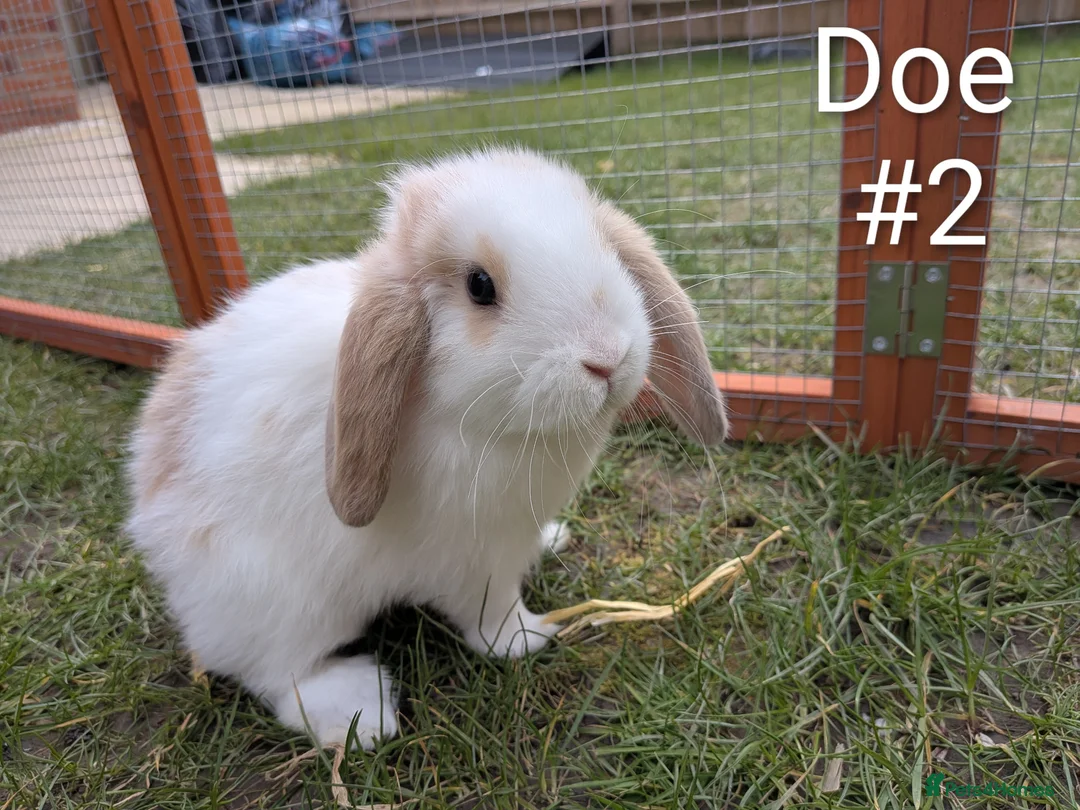 Mixed Breed rabbits for sale: Dutch x French Lop babies - Advert 2
