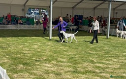 Dalmatian dogs for stud: UK Champion Jasquarella Edge of Winter at Palouse  in Leicester - Image 3