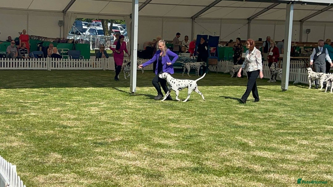 Dalmatian dogs for stud: UK Champion Jasquarella Edge of Winter at Palouse  in Leicester - Image 3