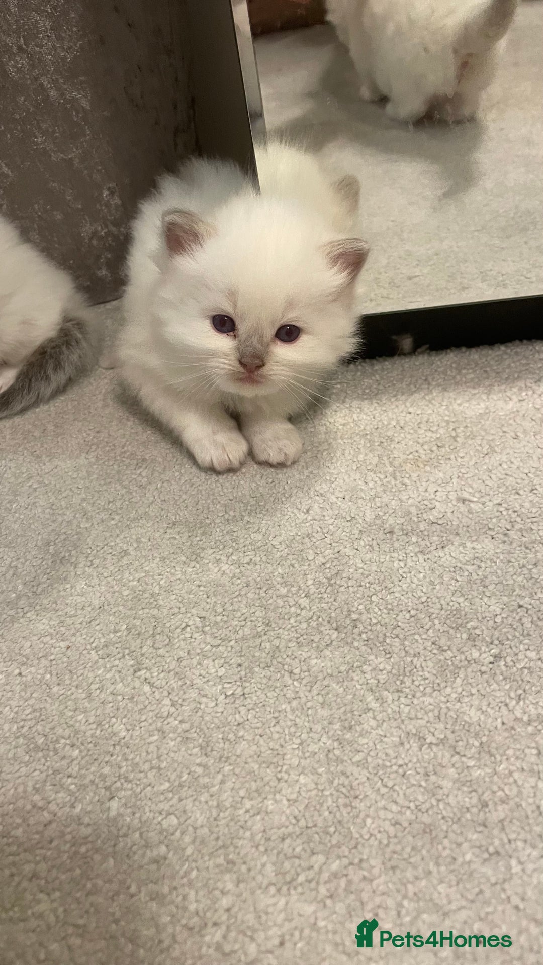 Ragdoll cats for sale: *ALL SOLD* gorgeous ragdoll kittens  - Image 3