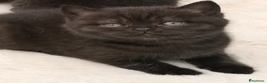 British Shorthair Black girl 3