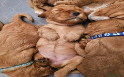 Mixed Breed dogs for sale: Cockalier/Springer Spaniel puppies ready for you! in London - Image 11