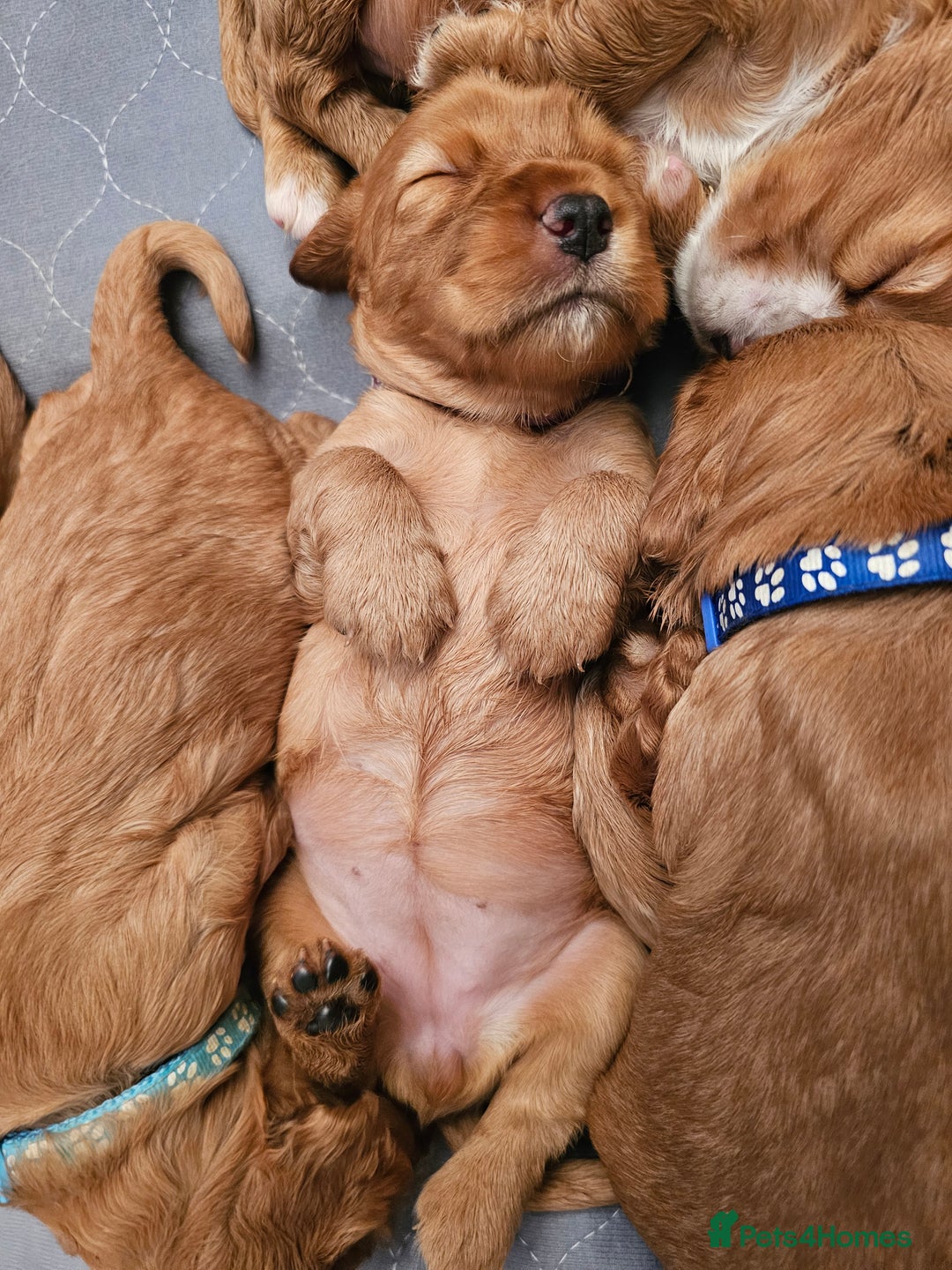 Mixed Breed dogs for sale: Cockalier/Springer Spaniel puppies ready for you! in London - Image 11