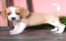 Beagle dogs for sale: Purebred Beagle Puppies - Ready Now! - Image 8