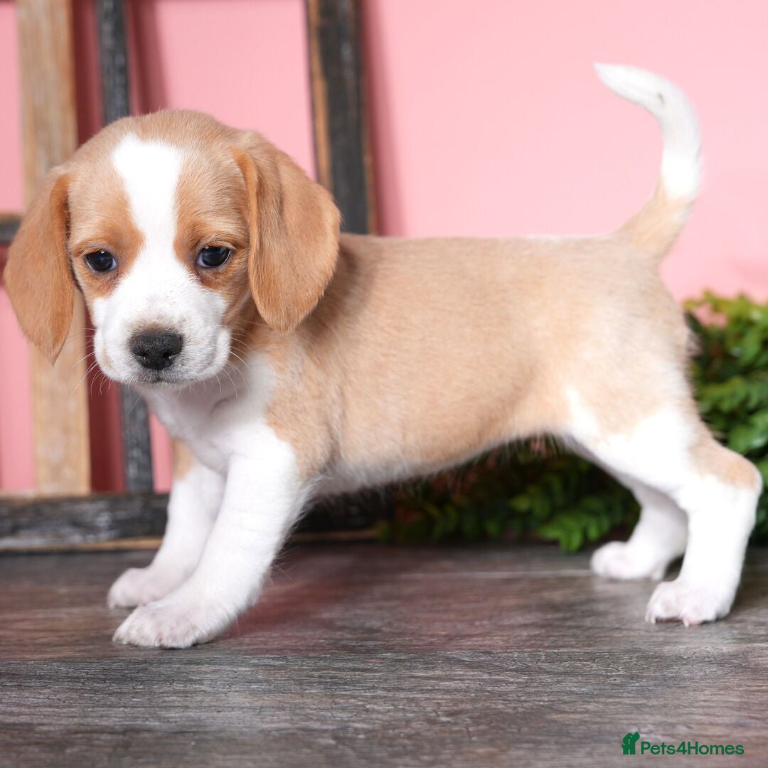 Beagle dogs for sale: Purebred Beagle Puppies - Ready Now! - Image 8