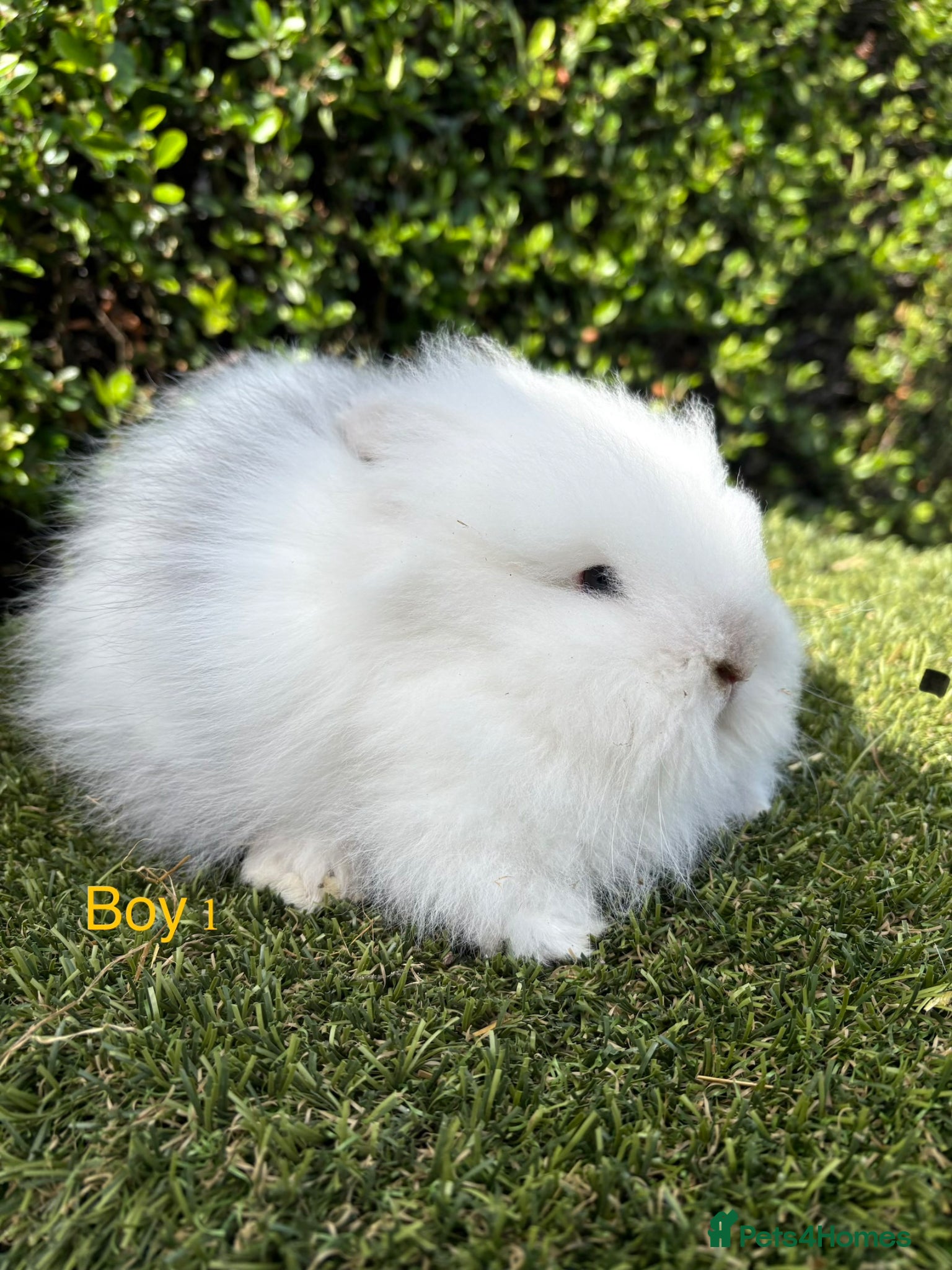 Lionhead rabbits Double mane Lionhead rabbits for sale ready now  - Advert 1