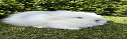 Lionhead rabbits for sale: Double mane Lionhead rabbits for sale ready now  - Advert 1