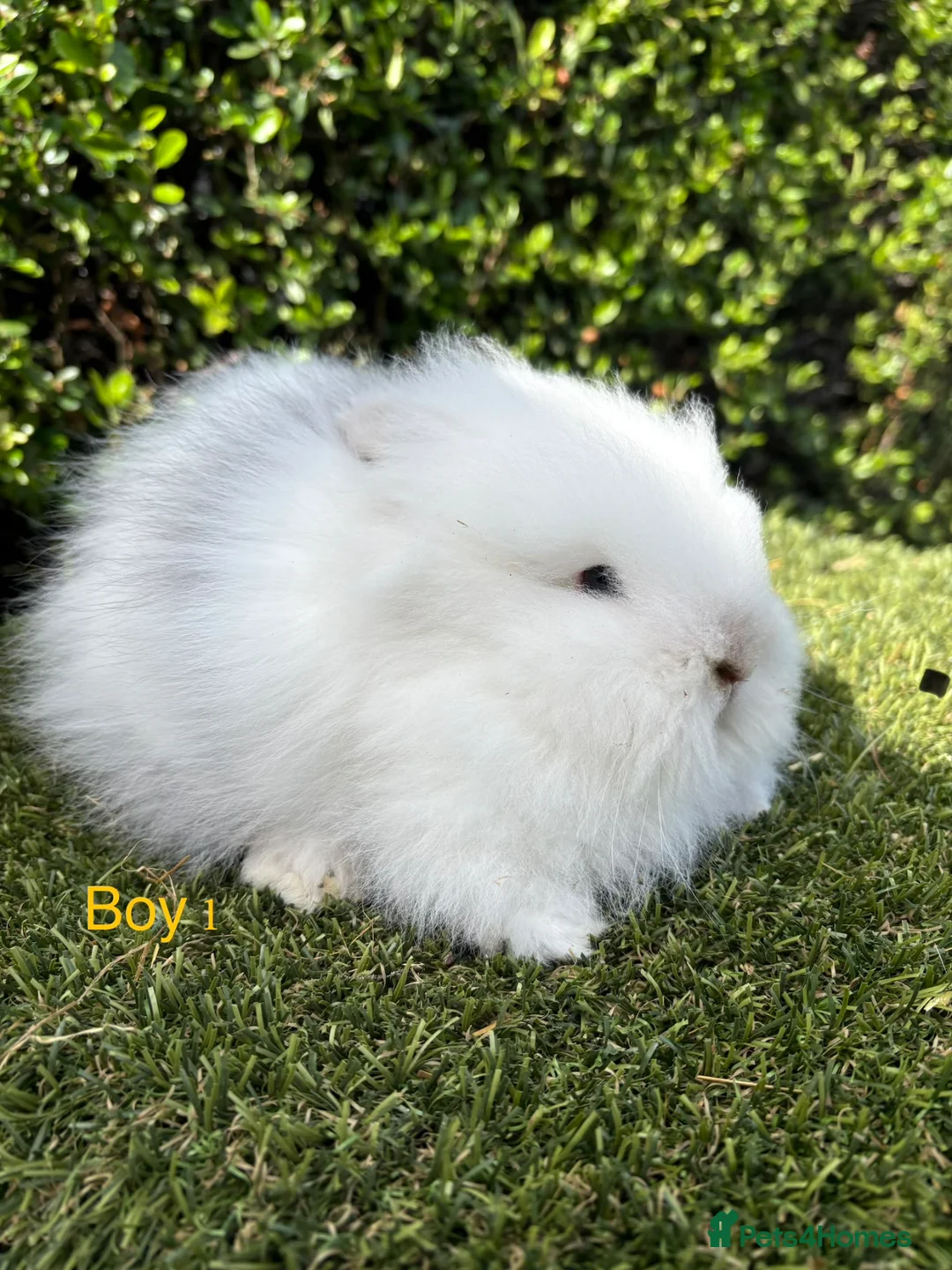 Lionhead rabbits for sale: Double mane Lionhead rabbits for sale ready now  - Advert 1