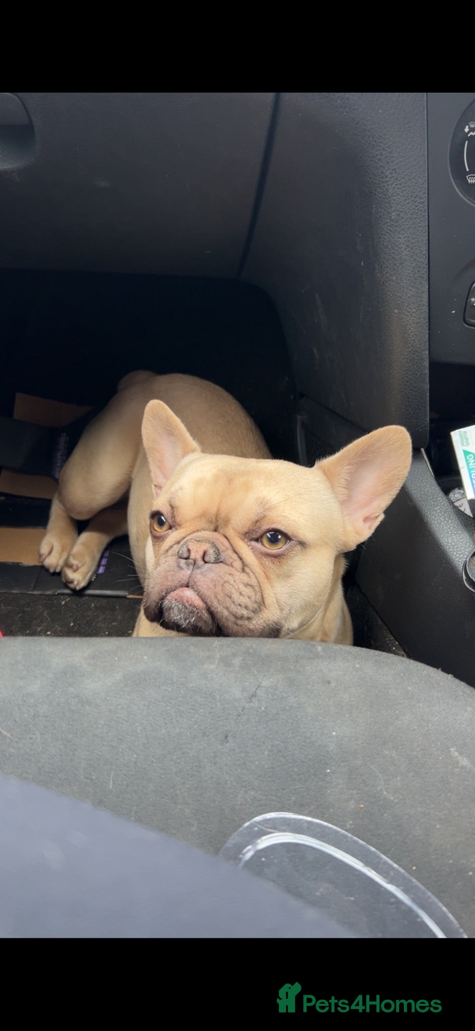French Bulldog dogs Beautiful litter of French bulldogs  - Advert 20