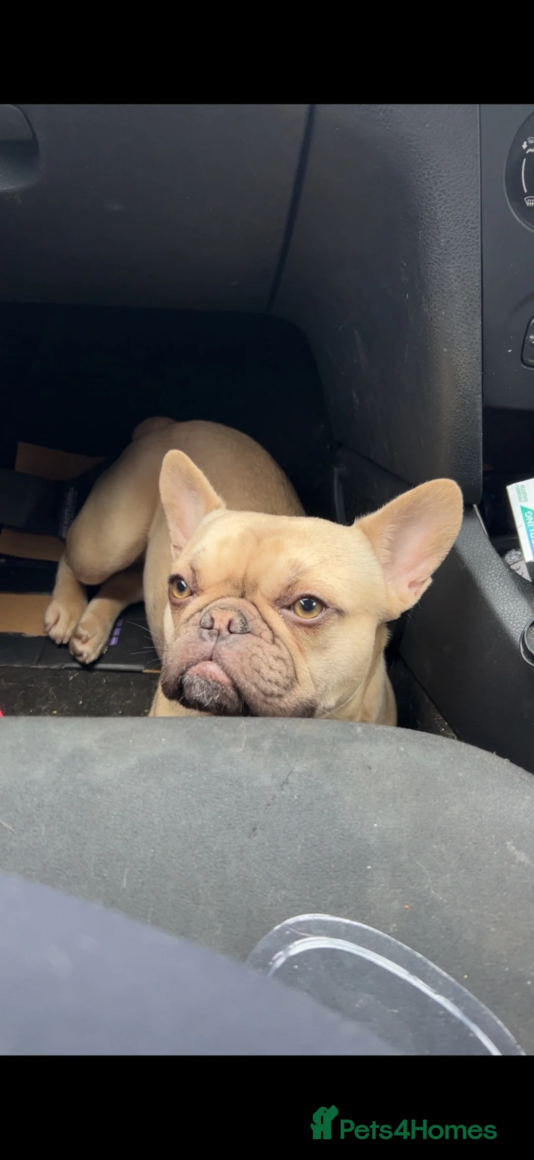 French Bulldog dogs for sale: Beautiful litter of French bulldogs  - Advert 2