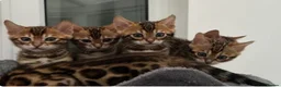Bengal cats for sale: Bengal kittens - Advert 2