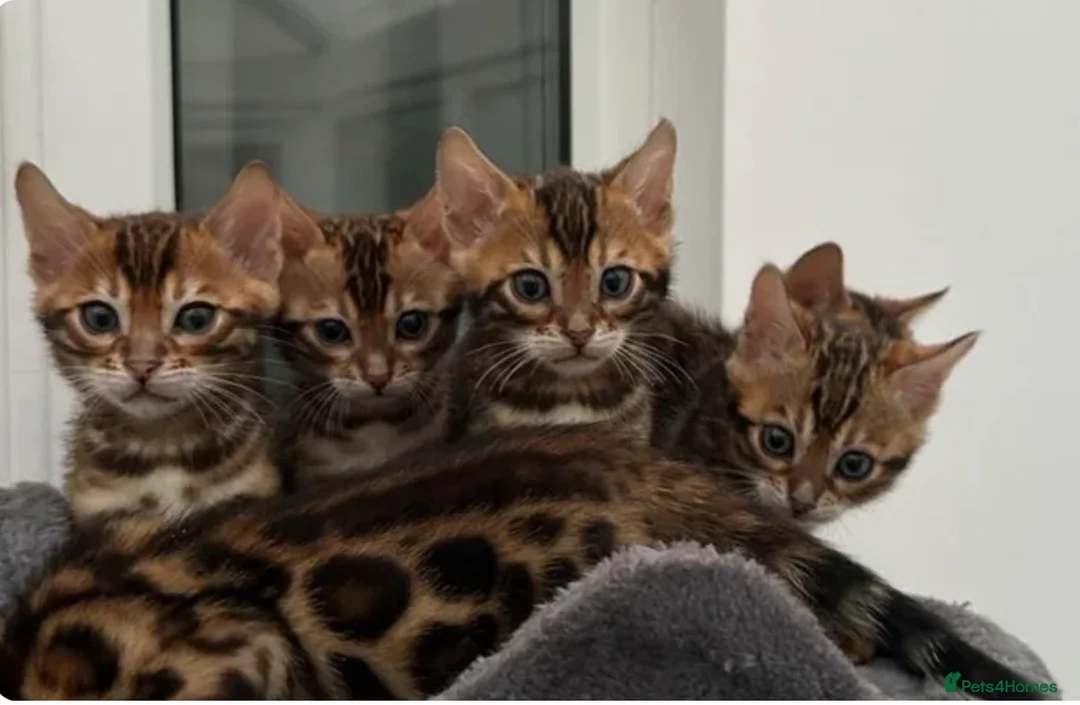 Bengal cats for sale: Bengal kittens - Advert 2