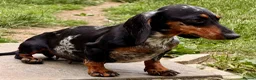 Miniature Dachshund dogs for adoption: 🐾 LARA – Female Miniature Dachshund 🐾 - Advert 5