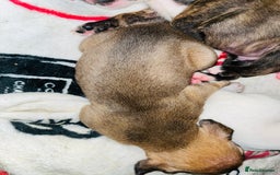 American Bull Staffy dogs for sale: Beautiful American bulldog x staff puppies   - Image 22