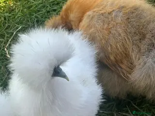 Chickens poultry Silkie chicks for sale - Advert 1