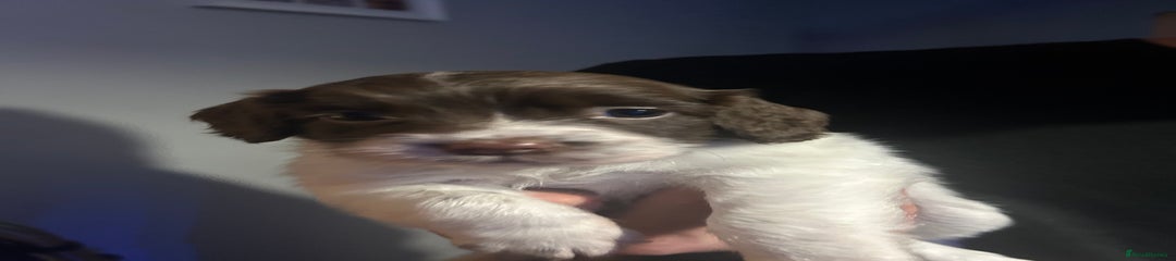 English Springer Spaniel Puppy 3