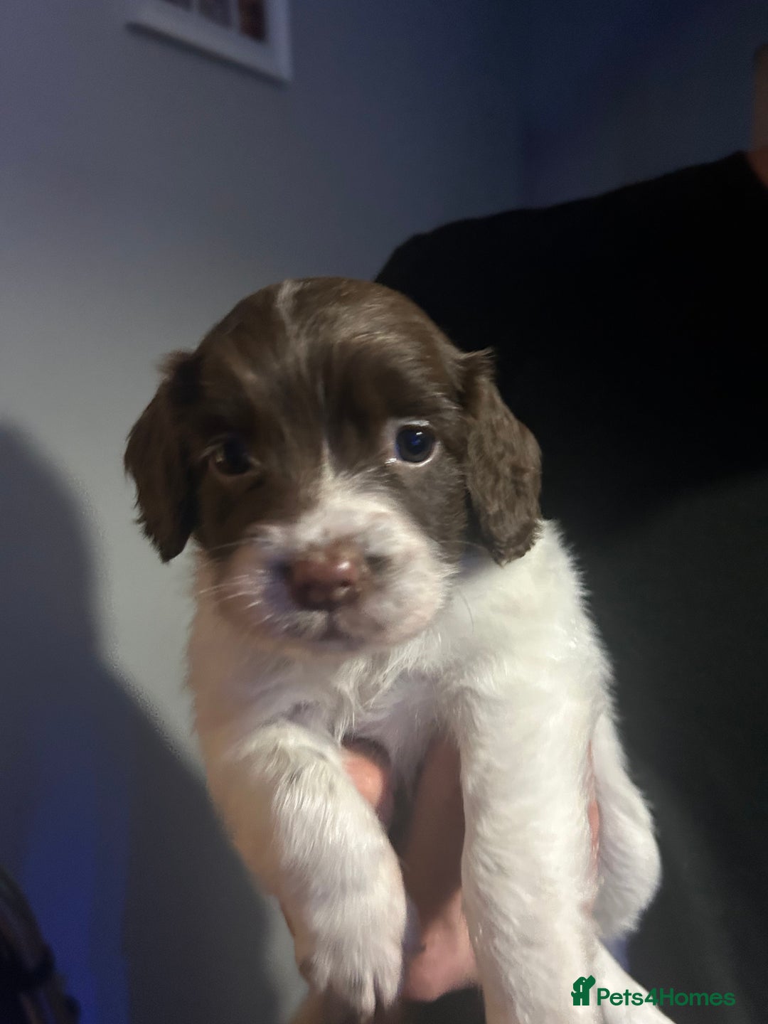 English Springer Spaniel dogs for sale: English springer spaniel puppies for sale - Image 14