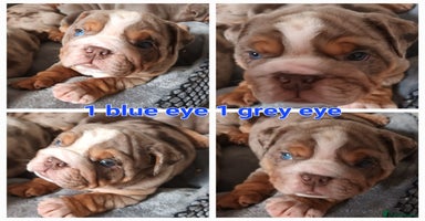 English Bulldog dogs - Advert 12