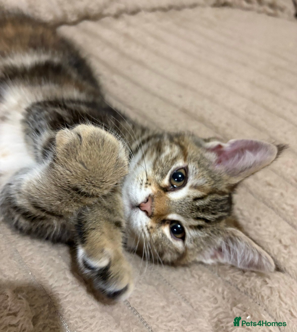 Maine Coon cats Maine Coon Kittens — Fluffy, Friendly - Advert 5