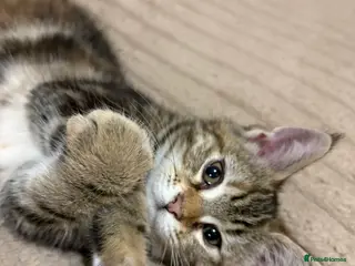 Maine Coon cats Maine Coon Kittens — Fluffy, Friendly - Advert 5