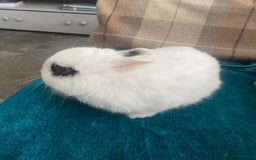 Netherland Dwarf rabbits for sale: Super friendly, super cuddly  Netherland Dwarf boy - Image 8