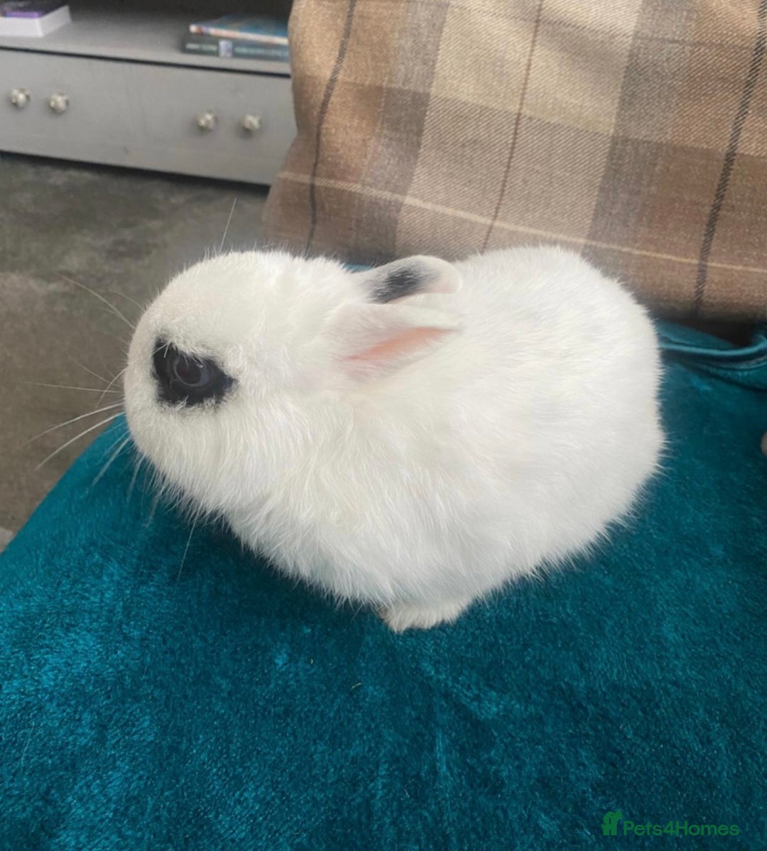 Netherland Dwarf rabbits for sale: Super friendly, super cuddly  Netherland Dwarf boy - Image 8