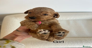 Cockapoo dogs - Advert 11