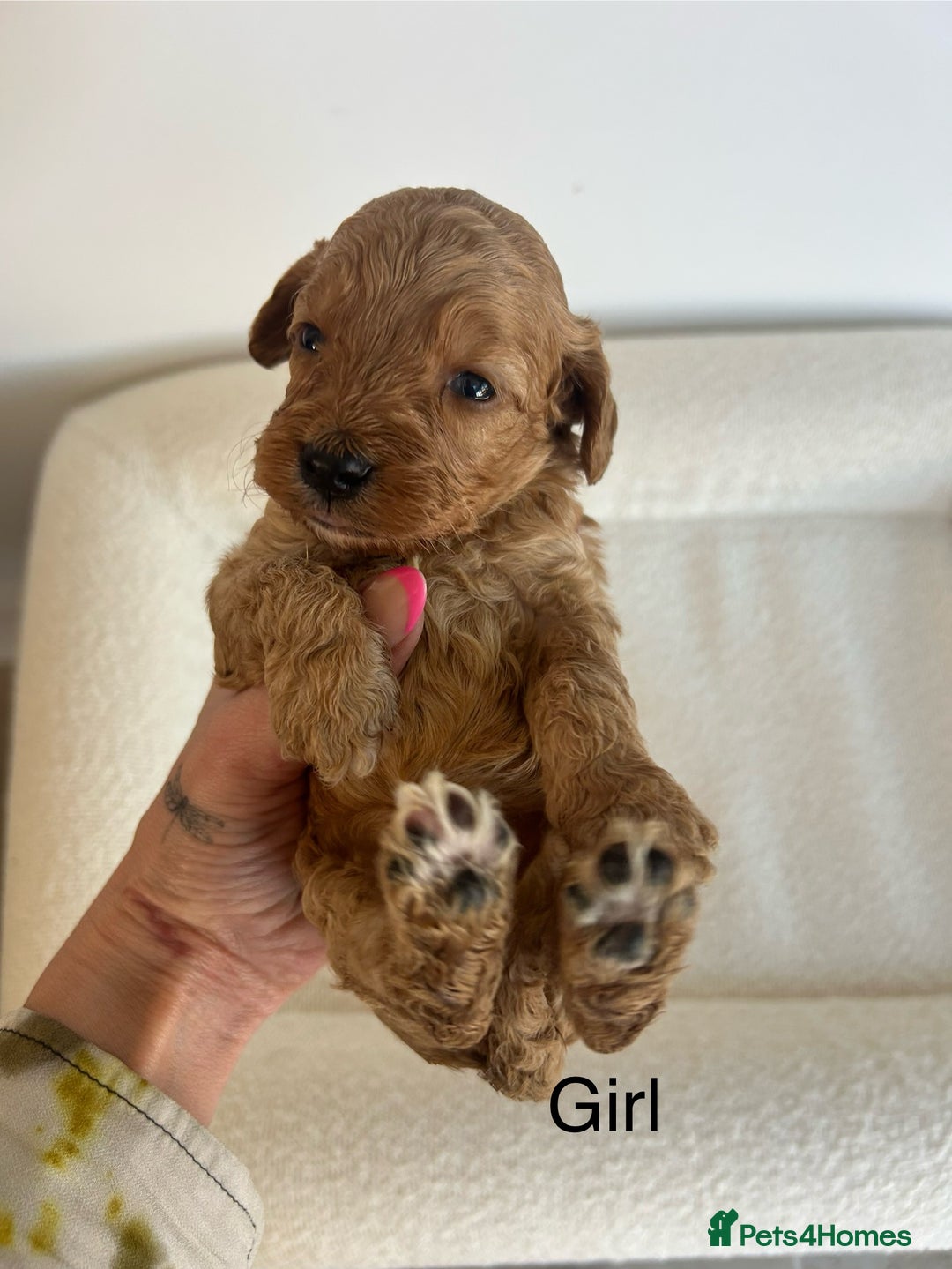 Cockapoo dogs for sale: Amazing mix of colours F1 Cockapoo pups - Image 19