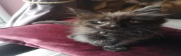 Maine Coon cats for sale: TICA reg HEALTH CHECKED Maine Coons - Advert 30