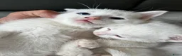 Mixed Breed cats for sale: Beautiful kittens  - Advert 3