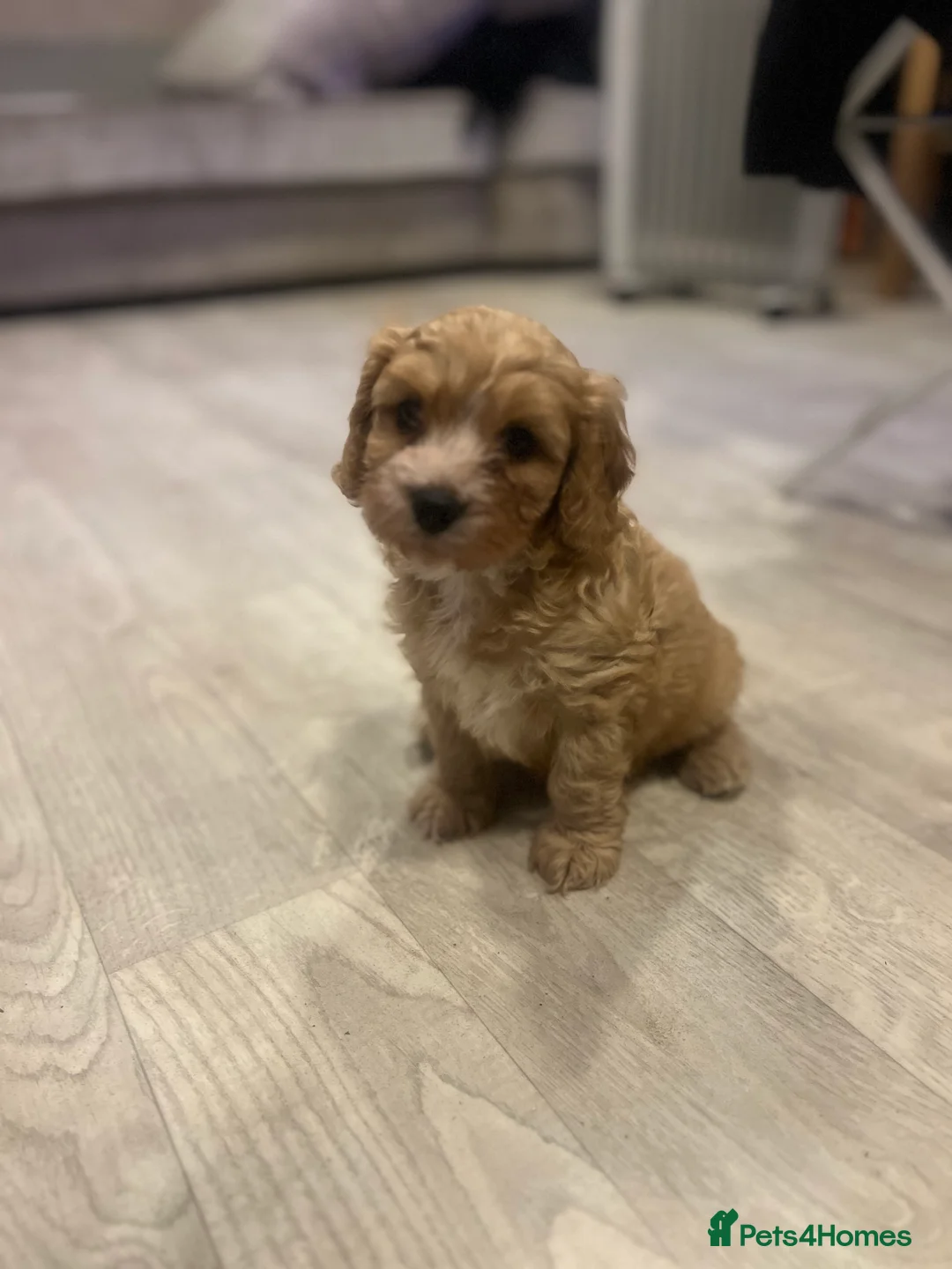 Cavapoo dogs for sale: One Gorgeous Apricot Cavapoo Boy  - Advert 11