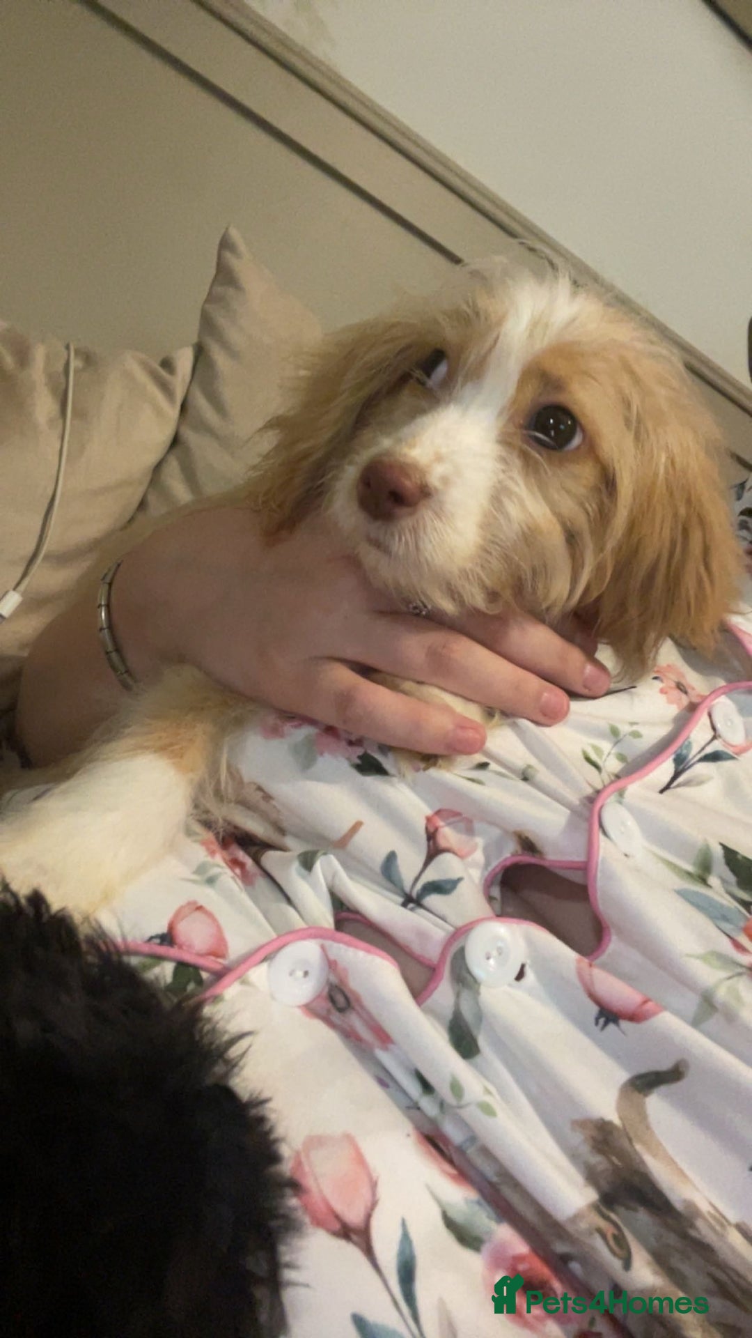 Mixed Breed dogs for sale: Daisy - Advert 2