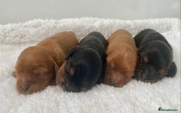 Cavalier King Charles Spaniel dogs for sale: KC, Health Tested Cavalier King Charles Spaniels  - Image 7