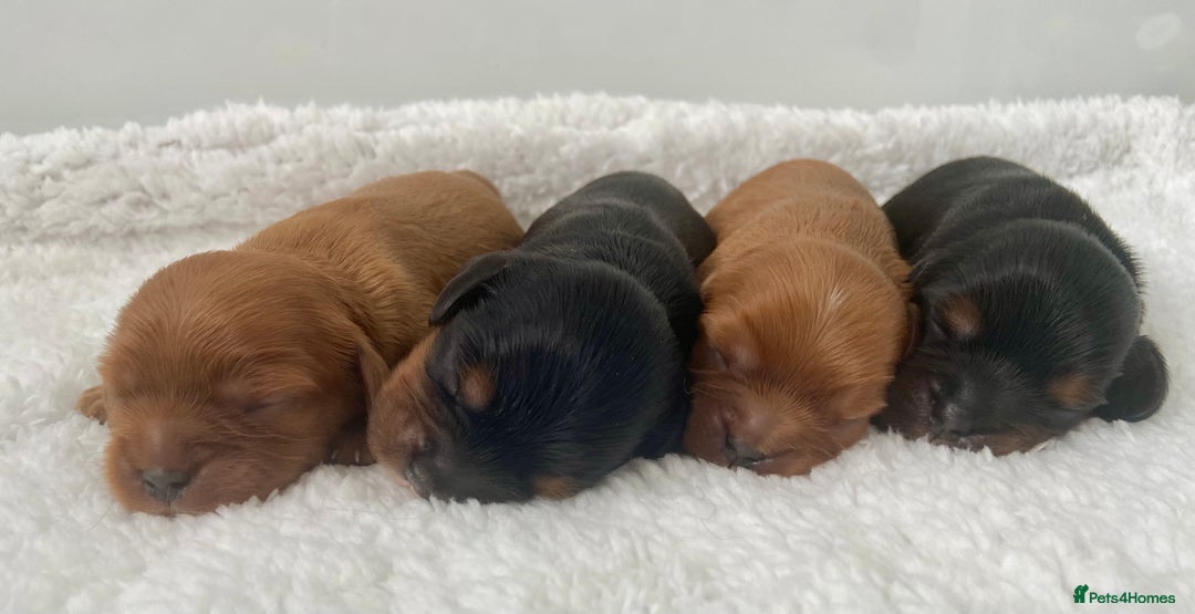 Cavalier King Charles Spaniel dogs for sale: KC, Health Tested Cavalier King Charles Spaniels  - Image 7