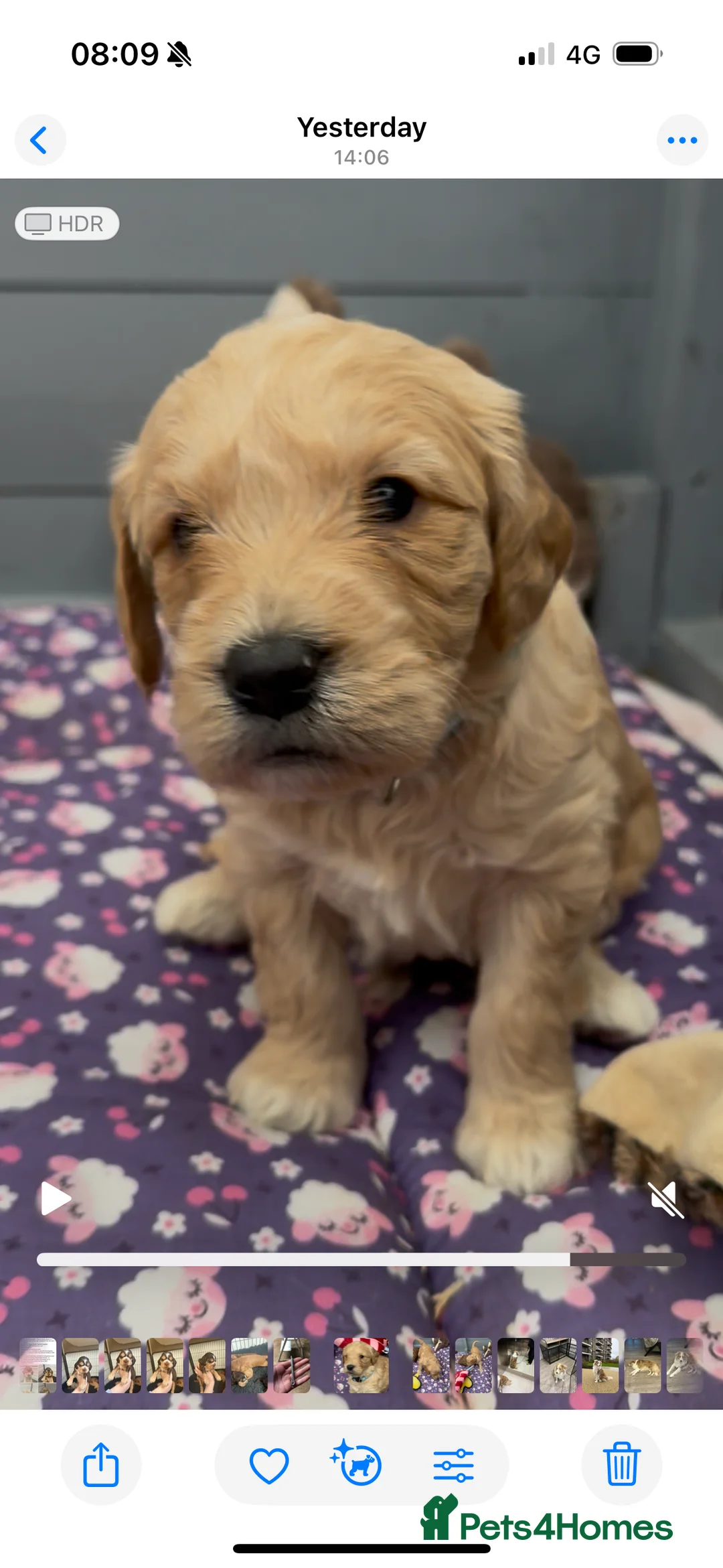 Mini Goldendoodle dogs for sale: Beautiful F1 Miniature Goldendoodle Puppies  - Advert 28