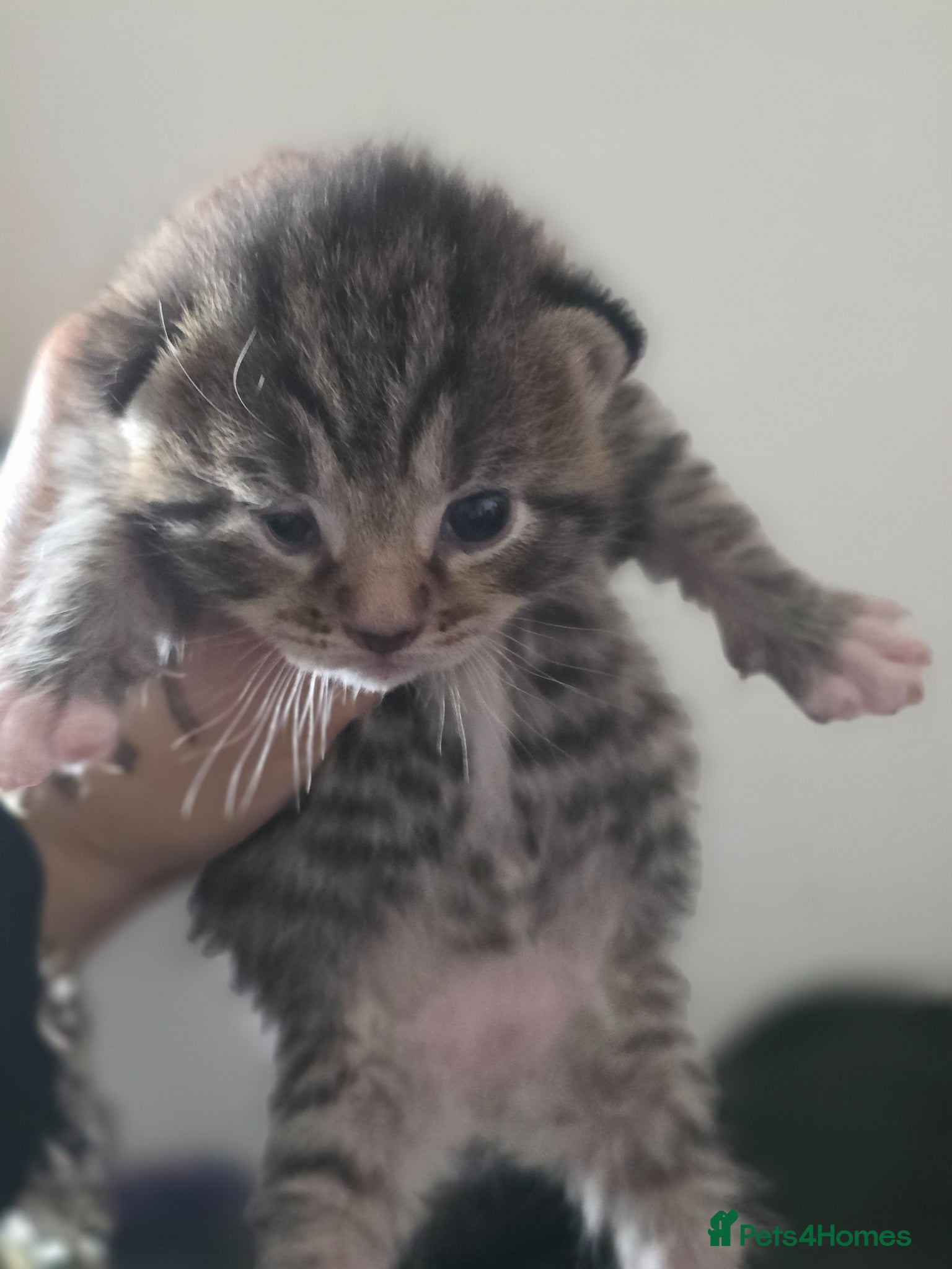 Mixed Breed cats 1 beautiful kitten left - Advert 11