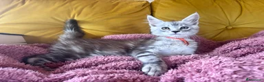 Maine Coon 4
