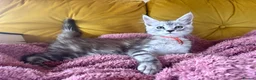 Maine Coon cats for sale: One beautiful boy remaining - Advert 7