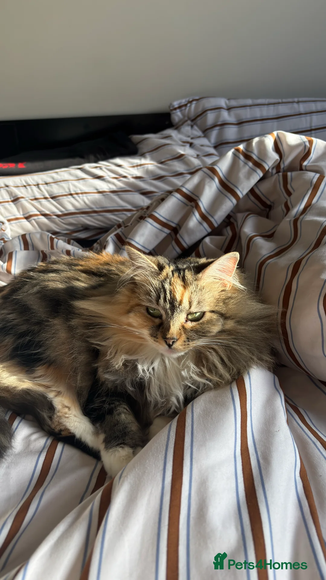 Mixed Breed cats for sale: Beautiful 3 year old long hair girl - Advert 6