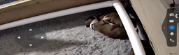 Boxer dogs for sale: Bobtailed boxer puppies  in Billericay - Advert 5