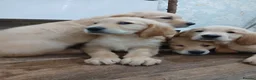 Golden Retriever dogs for sale: Ready to leave true gold colored golden retrievers - Advert 8