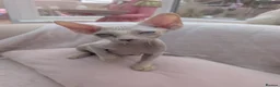 Sphynx cats for sale: 2 sphinx Babies  - Advert 3
